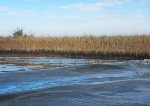 Grasses oiled at their base at water's edge.