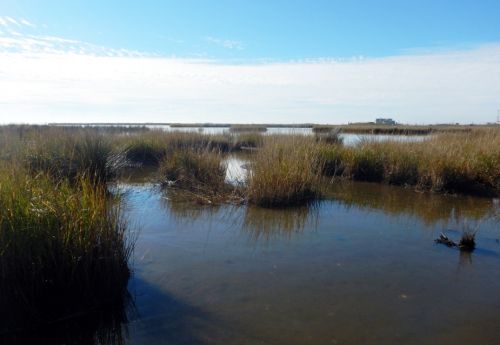 Oil in a marsh.