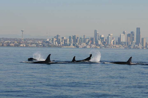 Whales swimming in front of a city skyline.