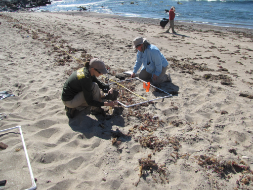 Two people on a beach examining an area of the sand.