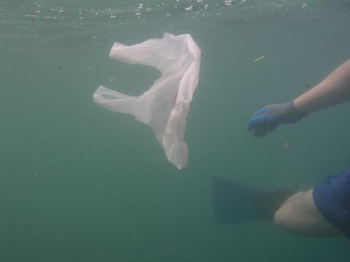 Drifting Plastic Bag underwater in Samoa.