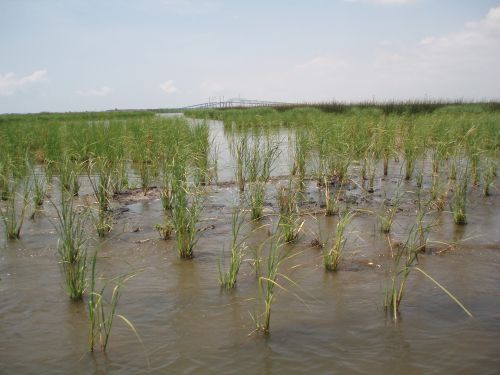 Photo: Restored wetland in Port Arthur, Texas.