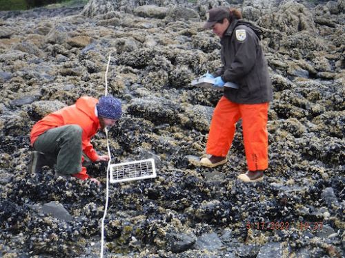 Two people in an intertidal shoreline area.