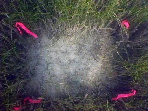 Patch of bare seafloor visible in the middle of a larger patch of seagrass.