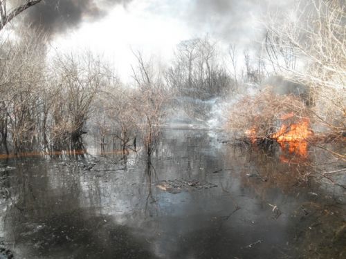 Image of a controlled burn of an oil spill in a Louisiana swamp.