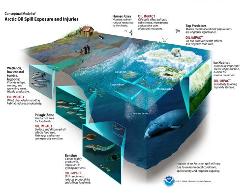 Conceptual Model of Arctic Oil Spill Exposure and Injuries Cut-away illustration of wetlands, pelagic zone, and benthos.