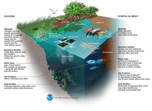 Potential impacts of oil production platforms and their function as fish