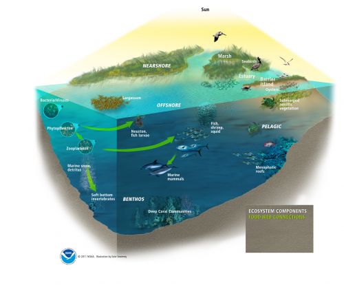 Ecosystem Components and Food Web - Gulf of Mexico