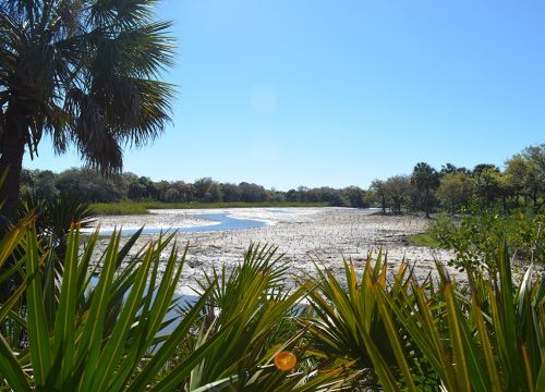 Marsh surrounded by vegetation.