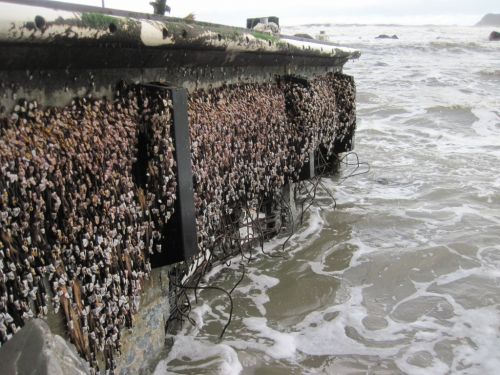 Image of a dock that crossed the Pacific after the 2011 tsunami in Japan.