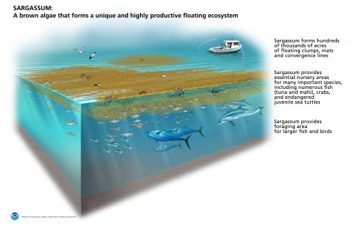 Cut-away of marine environment showing sargassum, various fish and wildlife. 