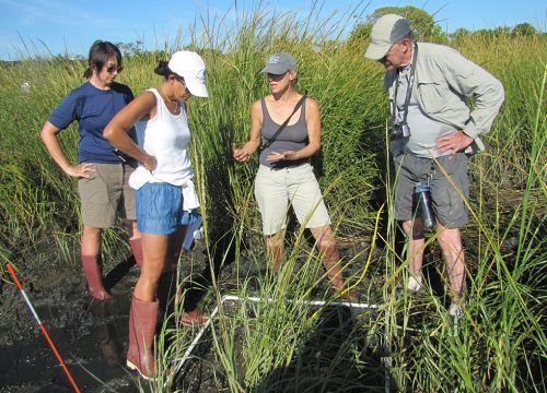 Group of four people standing in a marsh.