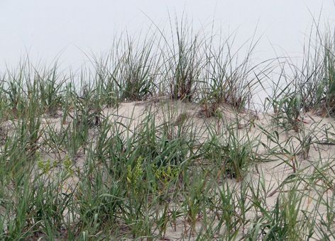 Sand dunes with grass.