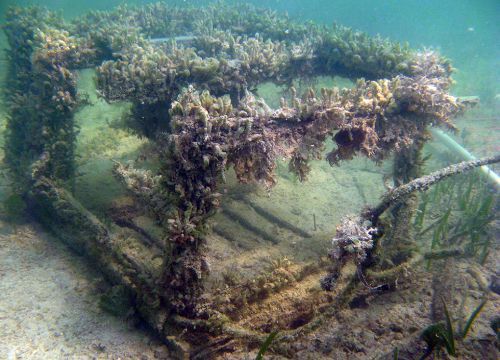 Broken derelict trap on seafloor with vegetation.