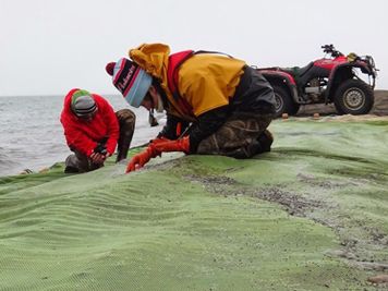 Two people gathering young fish and plankton from a net on a beach.