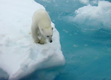 Polar bear on sea ice.