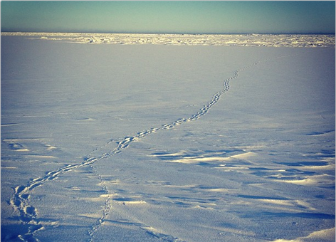 Polar bear tracks crisscrossed by artic fox on sea ice, Barrow, Alaska. 