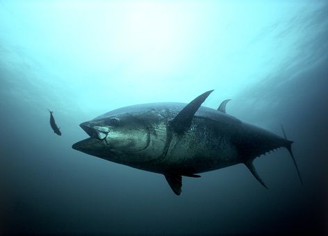Atlantic bluefin tuna about to swallow a smaller fish.