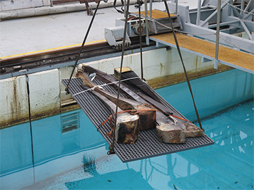 Segments of baleen anchored to gum tissue hanging over a water tank.