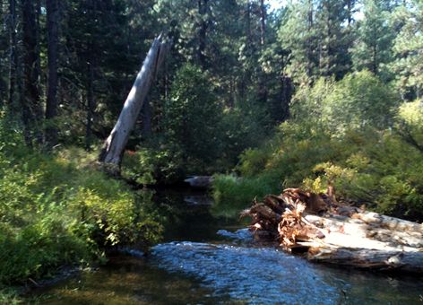 Beaver Creek in Oregon with large pieces of wood added to stream margins.