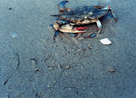 Female blue crab on a beach.