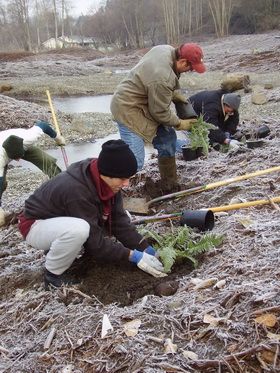 Volunteers plant ferns at a restoration site in Commencement Bay. (NOAA)