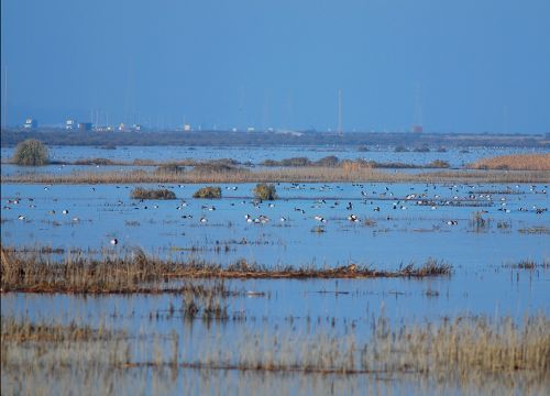 Vibrant marsh with lots of ducks and trucks on the highway in the background.