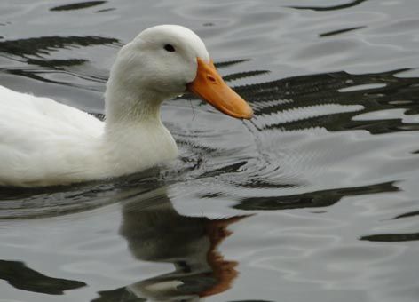 Duck on the Delaware River.