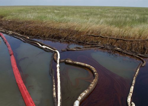 Oiled boom and marsh in Louisiana.