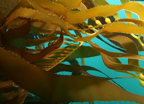 Giant kelp.