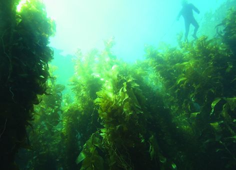 Healthy kelp forest in southern California. 