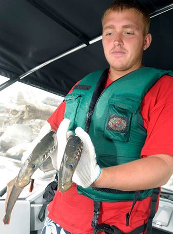 A tribal member holds two lampreys in his hands.