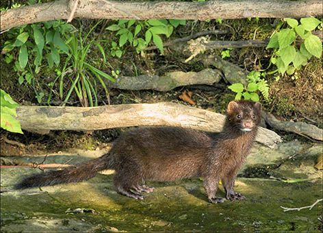 Mink at Bombay Hook National Wildlife Refuge.