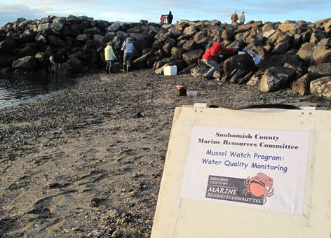 Volunteers sample mussels at a rocky beach with a sign in the foreground.