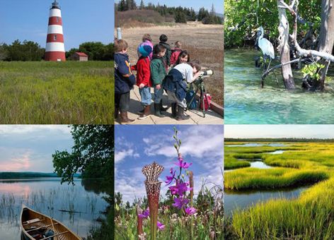 Collage: lighthouse, viewing wildlife, heron, canoe in water, flowers, wetlands