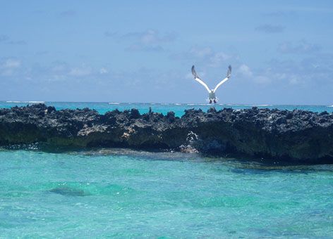 Red-footed booby coming to land near ocean atoll.