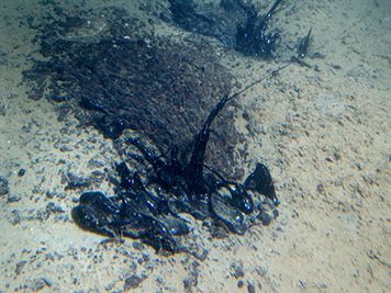 Dark, thick oil seeps out of the ocean floor sediments.