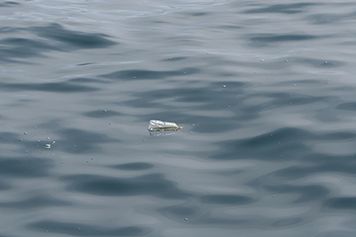 Plastic water bottle floating in ocean.