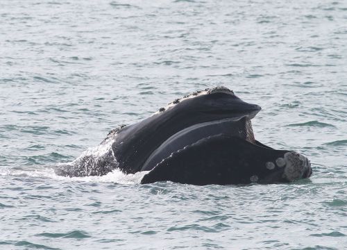 NOAA scientists and partners recently collaborated to examine how oil and dispersants might affect the function of baleen in humpback, bowhead, and right whales (pictured). Hundreds of baleen plates hang from these whales' top jaws and allow them to filter food from the water. (Credit: Georgia Department of Natural Resources, Permit 15488) A North Atlantic right whale's mouth is visible at the ocean surface.