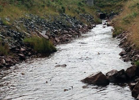 Salmon fins sticking out of a creek.