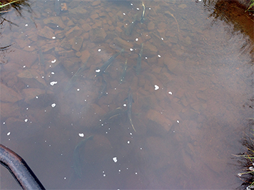 Salmon swimming underwater in a creek.