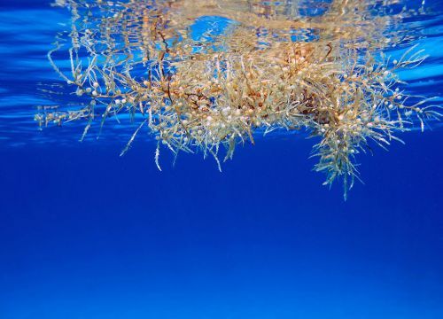 Floating bits of brown seaweed at ocean surface.