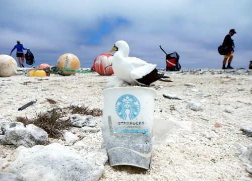 A Starbucks coffee cup on a sandy beach by a seabird and people picking up trash