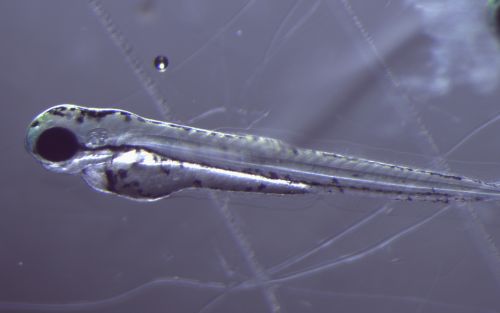 Magnified image of a juvenile zebrafish.