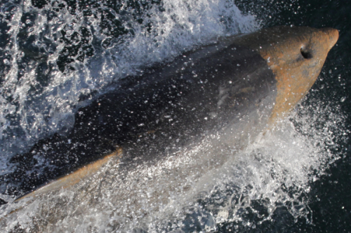 Bottlenose dolphin surfacing with oil adhered to its head