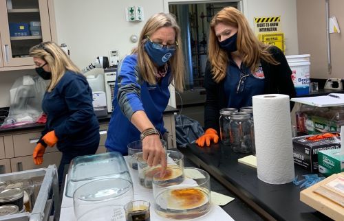 Scientists in a lab setting point at an experiment involving oil in glass containers.