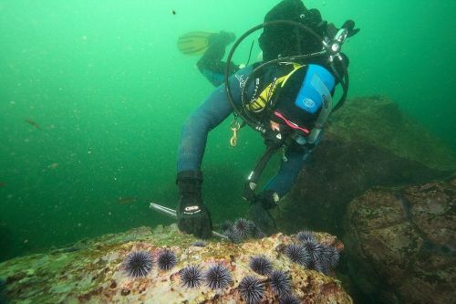 Underwater scuba diver removes urchins from an urchin barren.