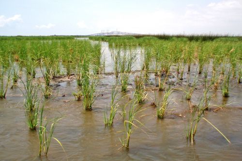 An image of a destored wetland in Port Arthur, Texas, with a bridge seen far in the background.