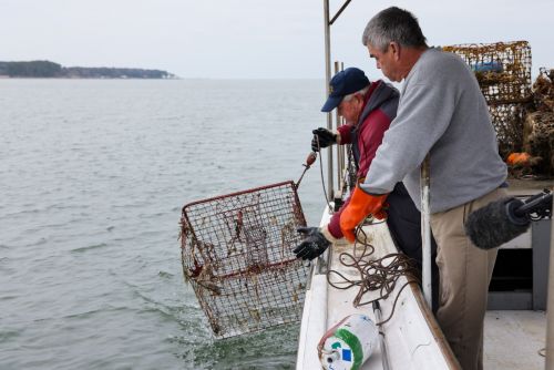 Two people pulling up a derelict crab trap on the side of a boat.