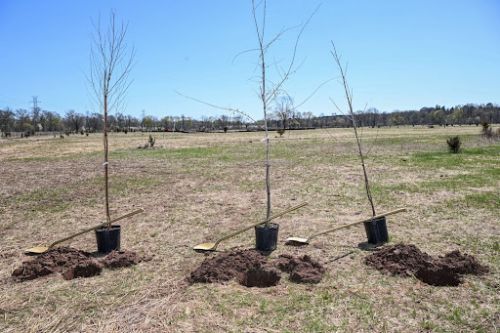 Three tree saplings are shown recently planted in a field.